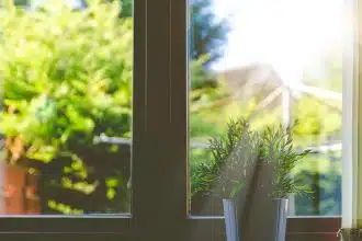 green leafed plant in front of window in shallow focus photography